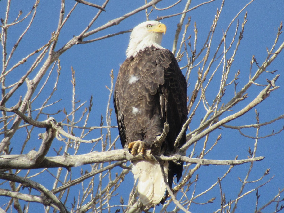 Bald Eagle - ML407951771