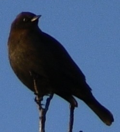 Rusty Blackbird - ML407952491