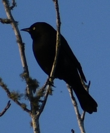 Rusty Blackbird - ML407952501