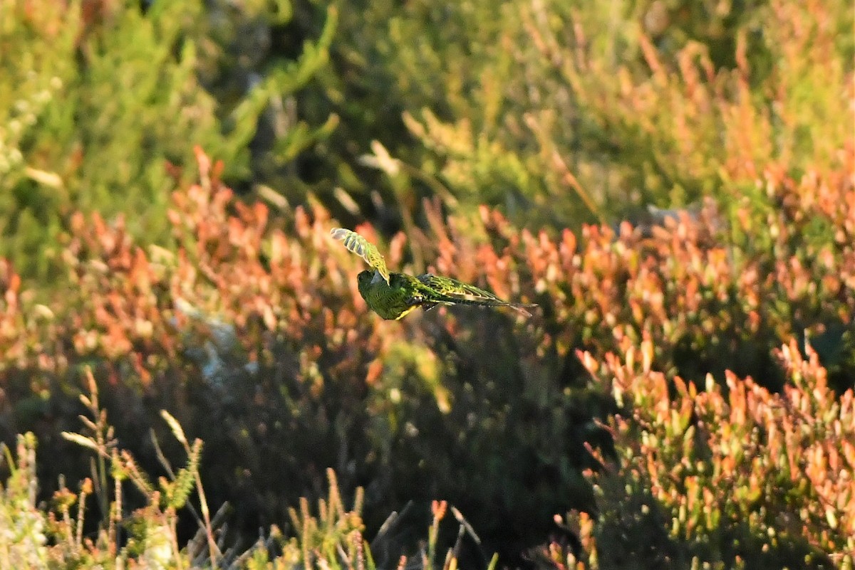 Ground Parrot (Eastern) - ML407952831