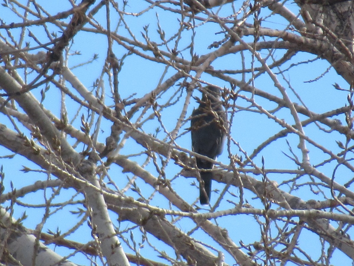 Cooper's Hawk - ML407952941