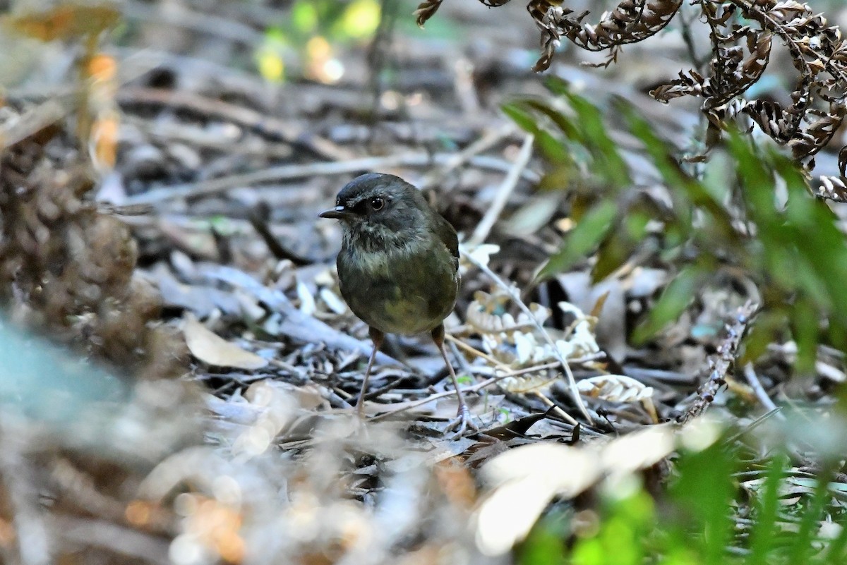 Tasmanian Scrubwren - ML407953011