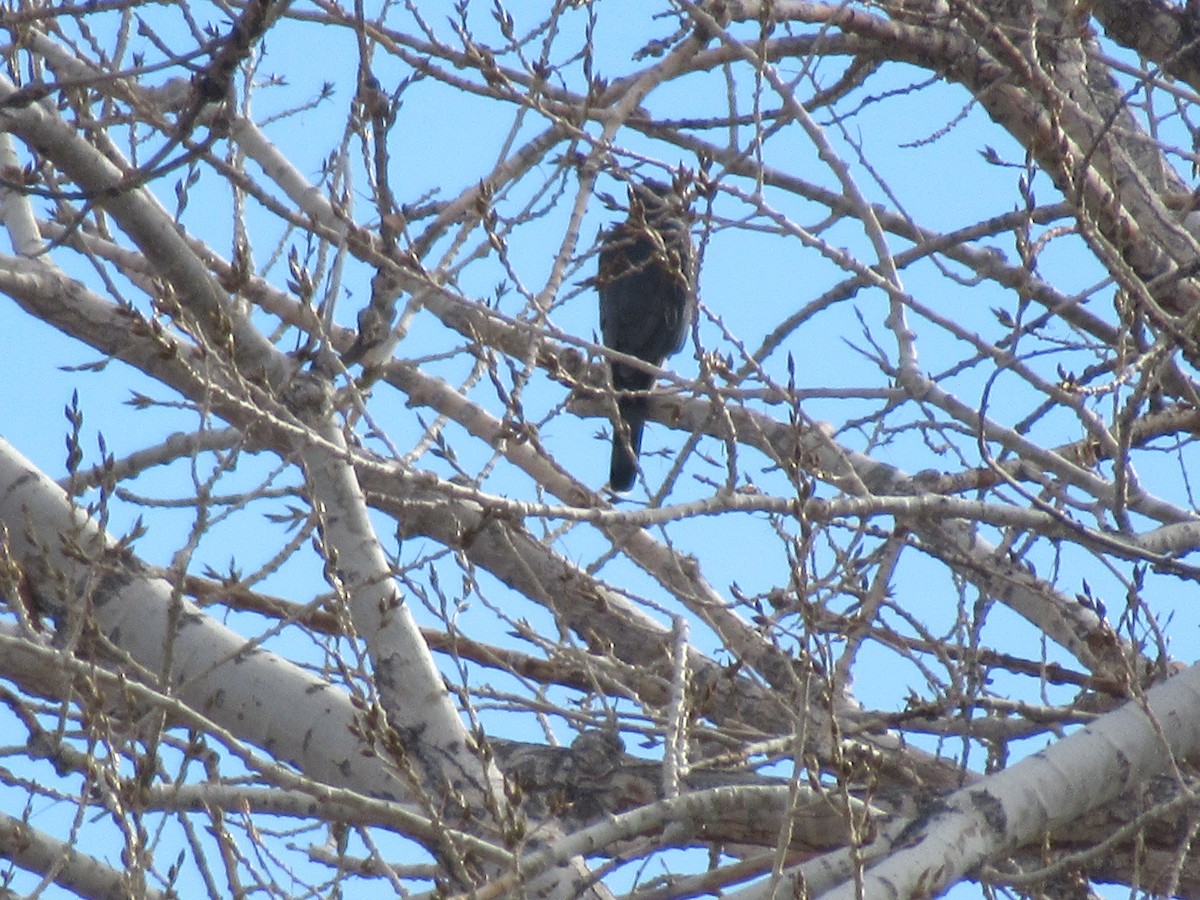 Cooper's Hawk - ML407953301