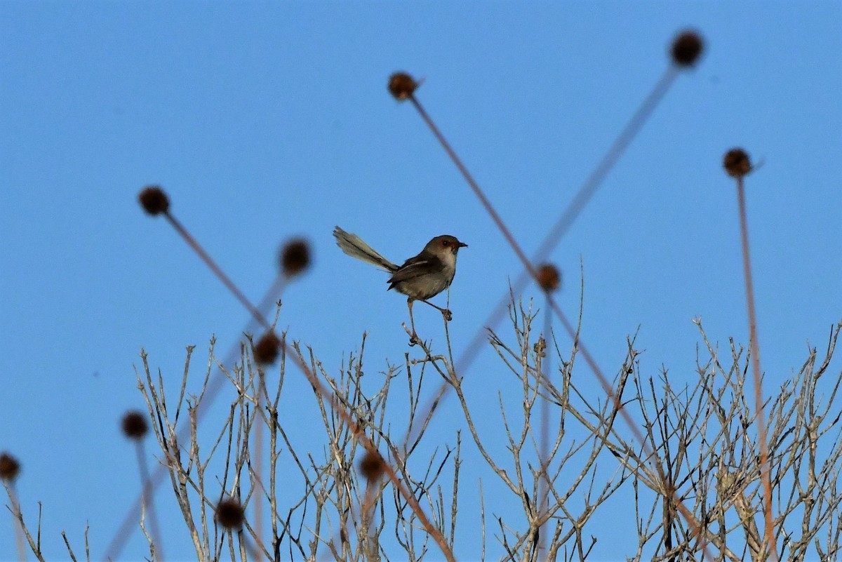 Prachtstaffelschwanz - ML407953531