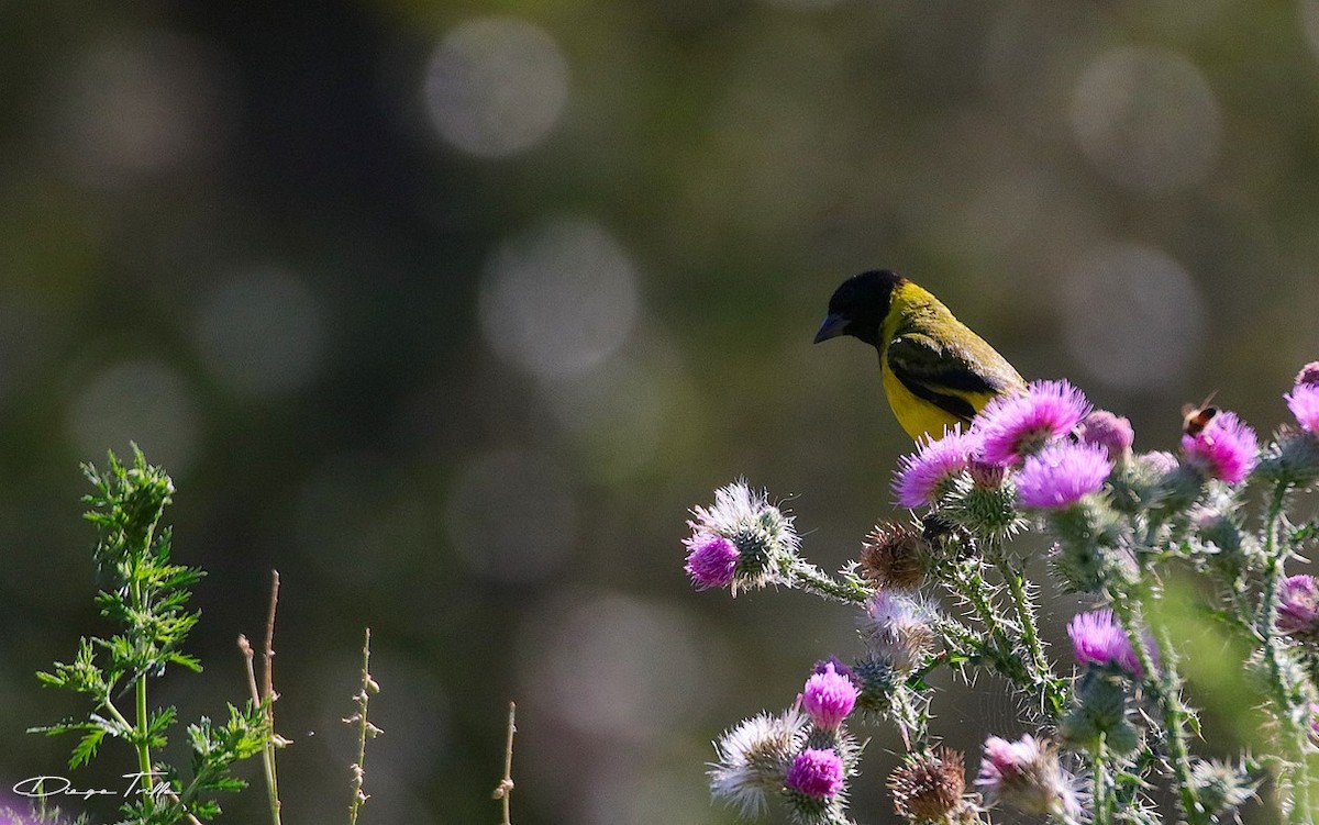 Hooded Siskin - ML407953591