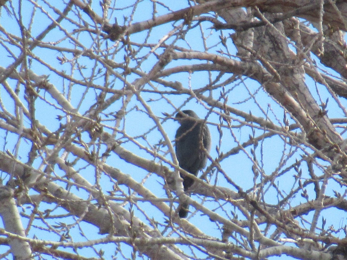 Cooper's Hawk - ML407953631