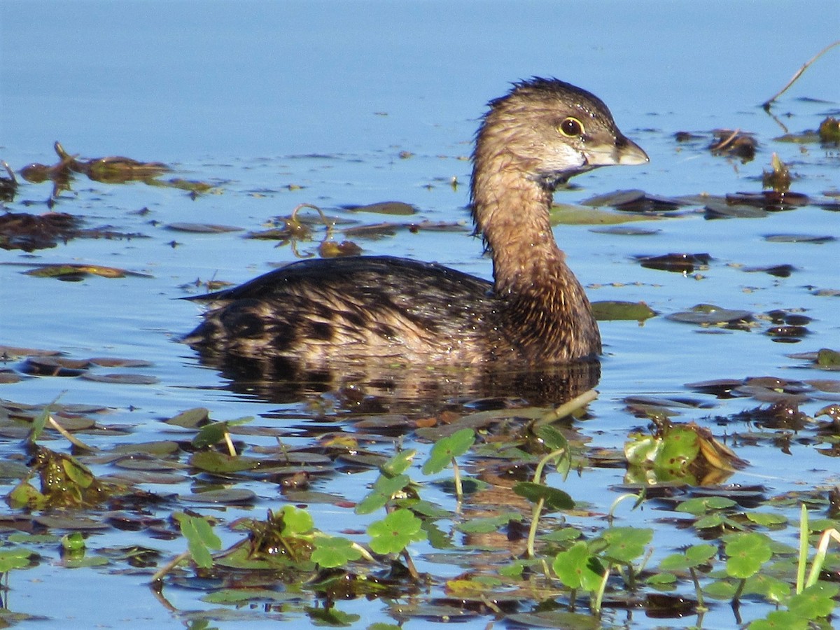 Pied-billed Grebe - Elaine Grose