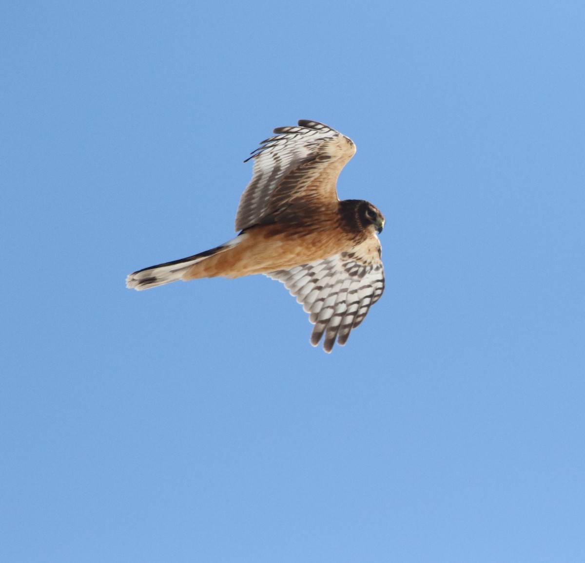 Northern Harrier - ML407955021