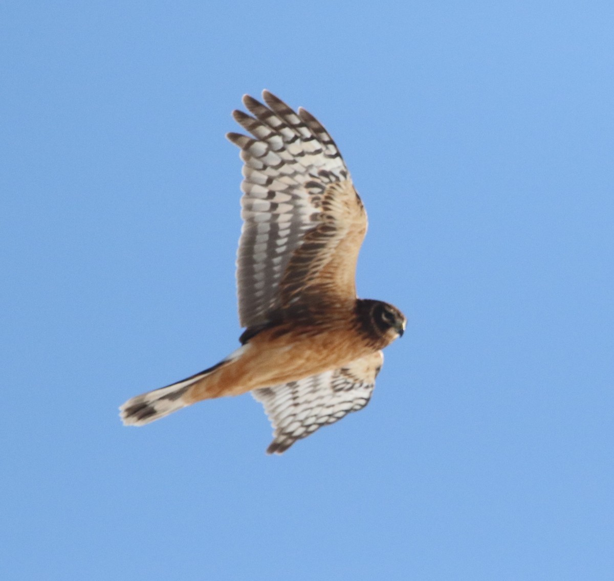 Northern Harrier - ML407955031