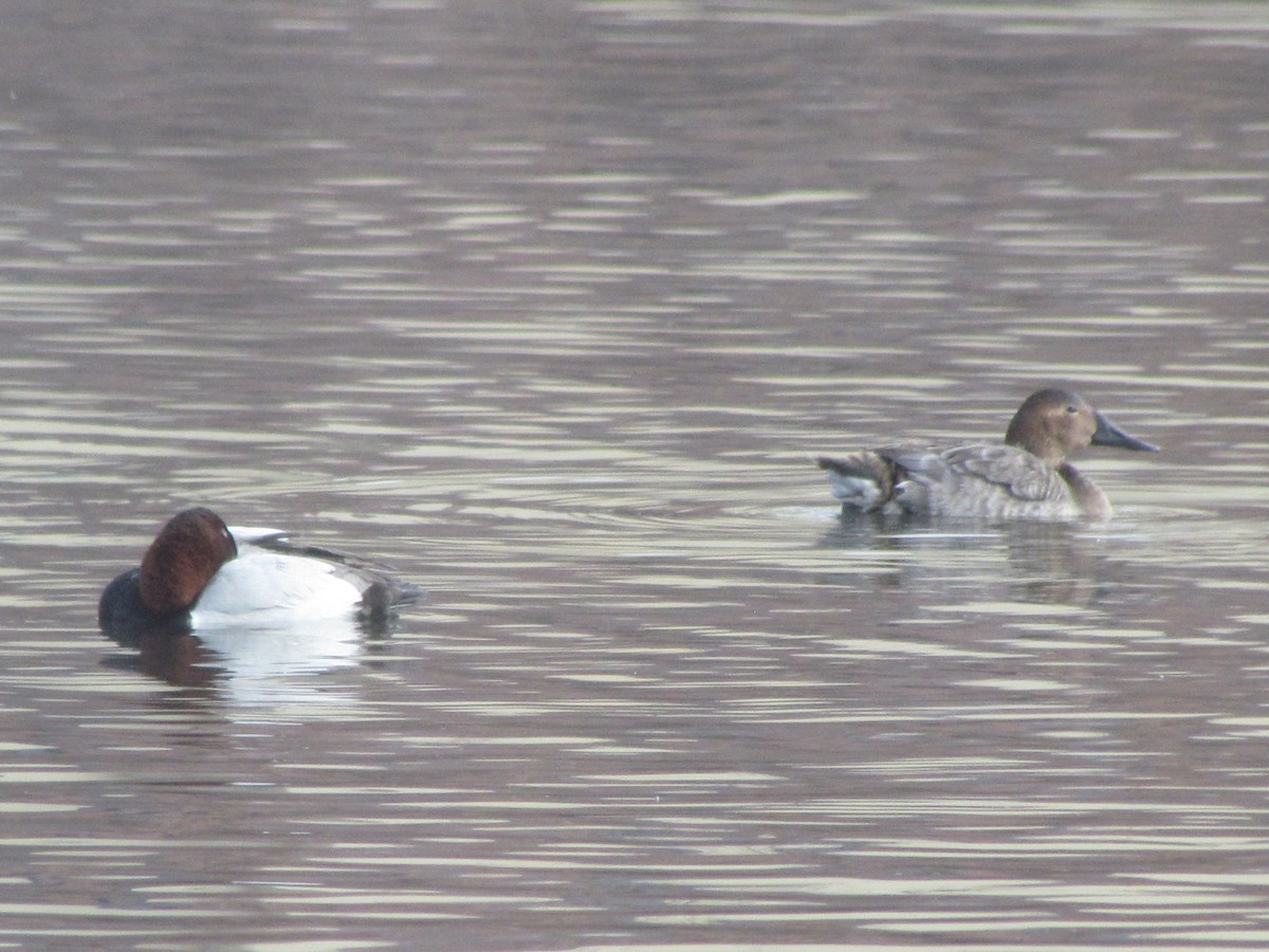 Canvasback - ML407955051