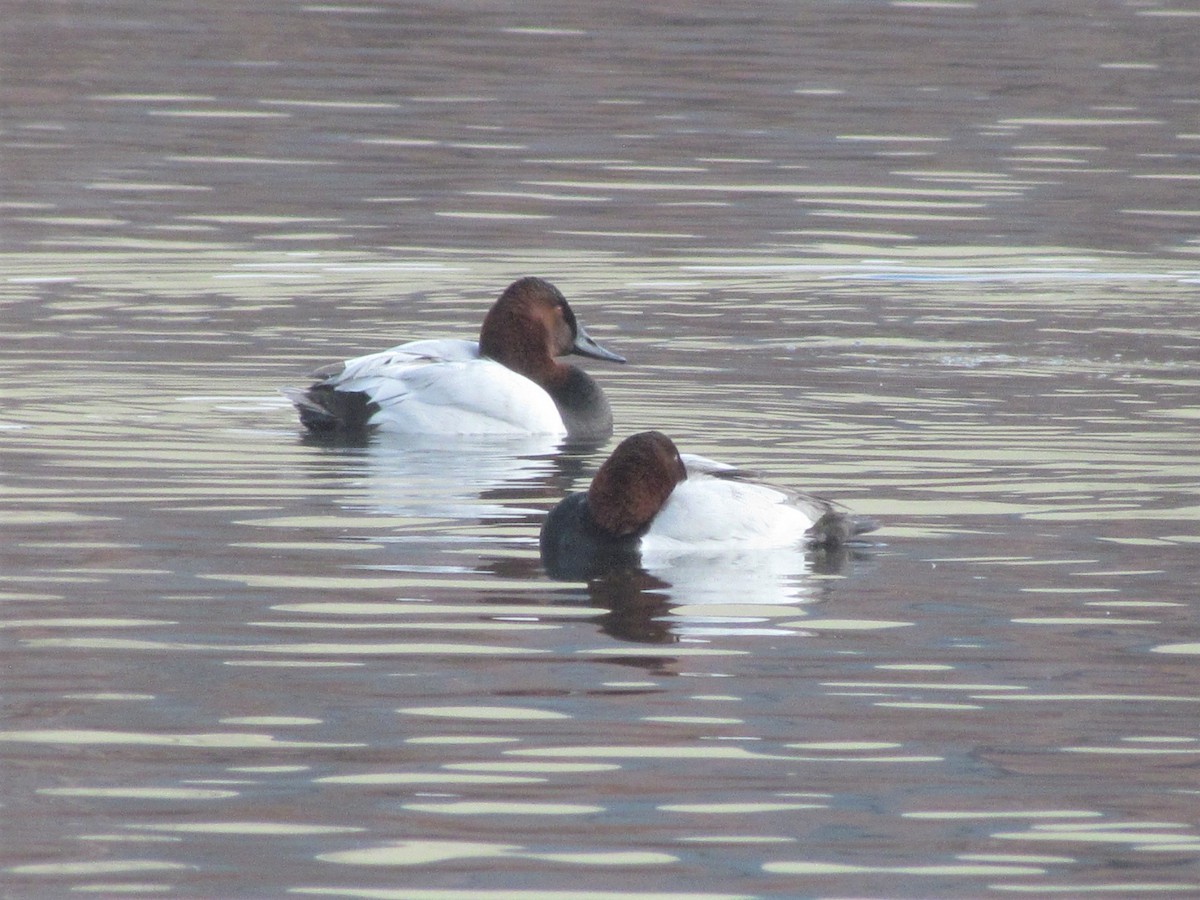 Canvasback - ML407955061