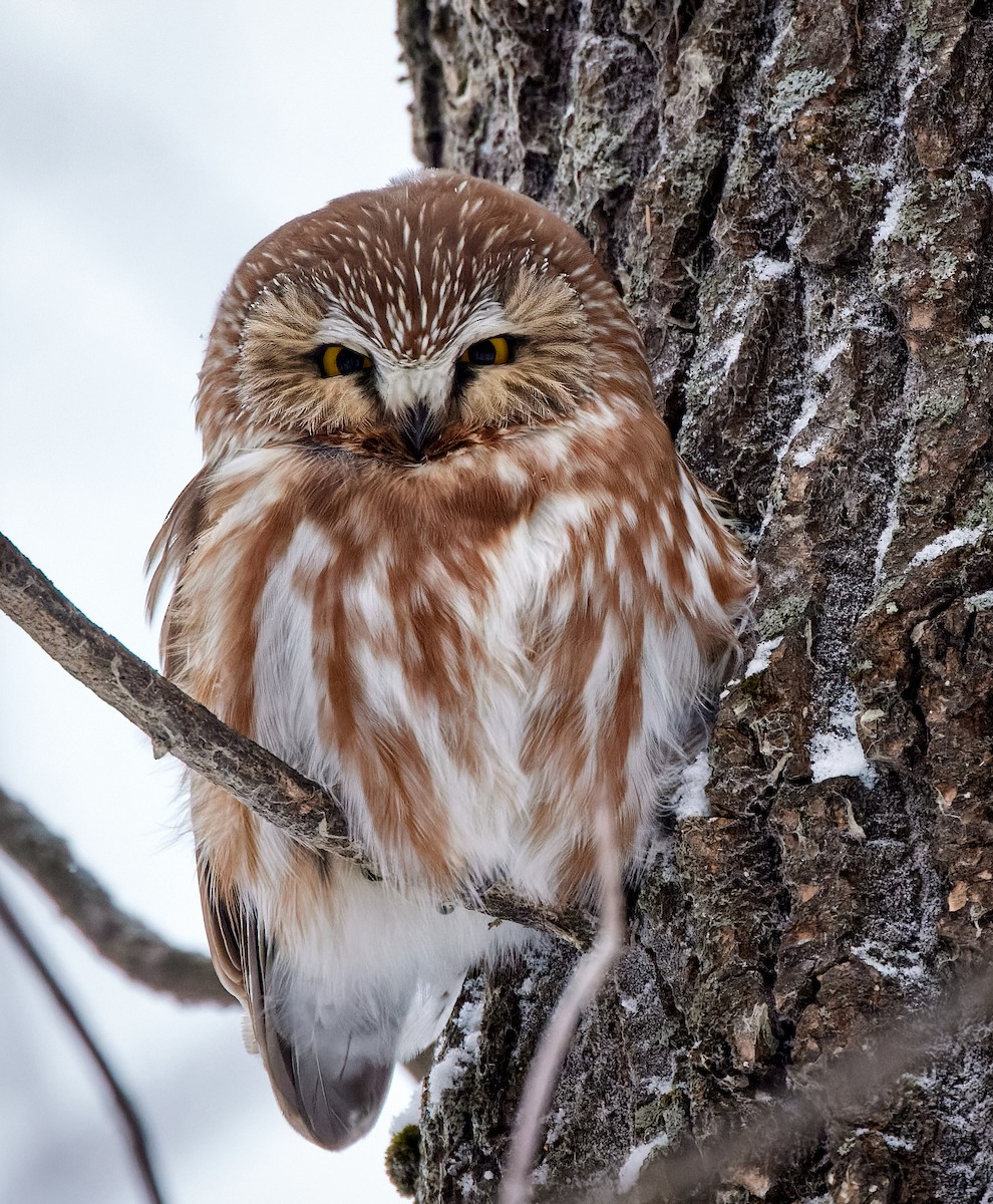 Northern Saw-whet Owl - ML407955931