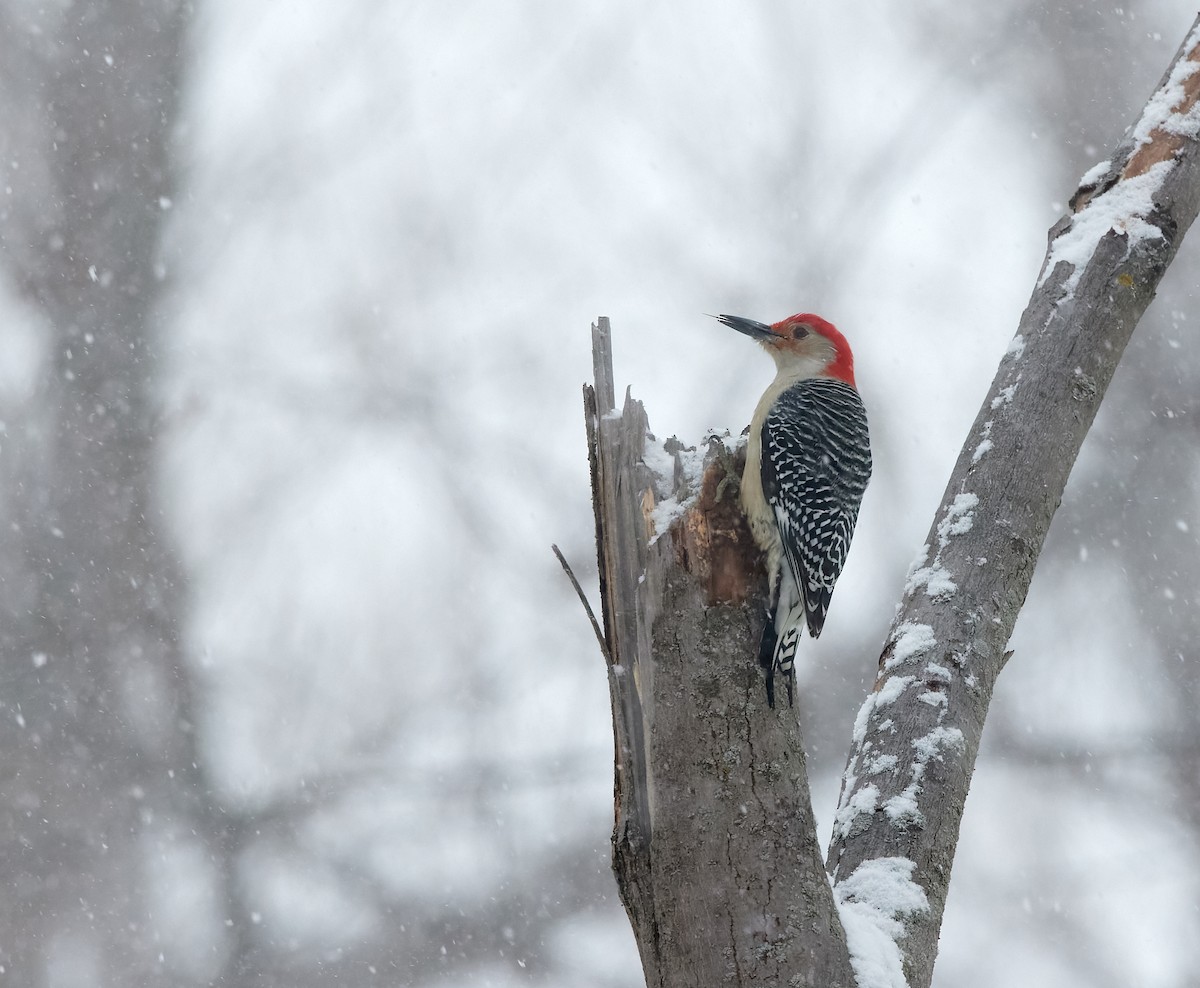 Red-bellied Woodpecker - Eric Parent