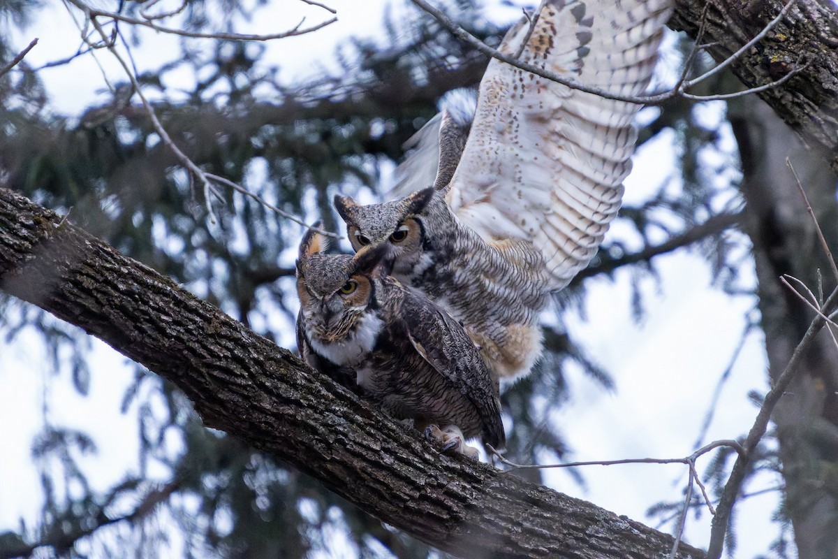 Great Horned Owl - ML407956041