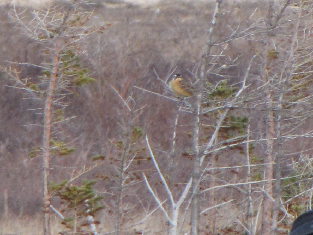 Smith's Longspur - ML40795621