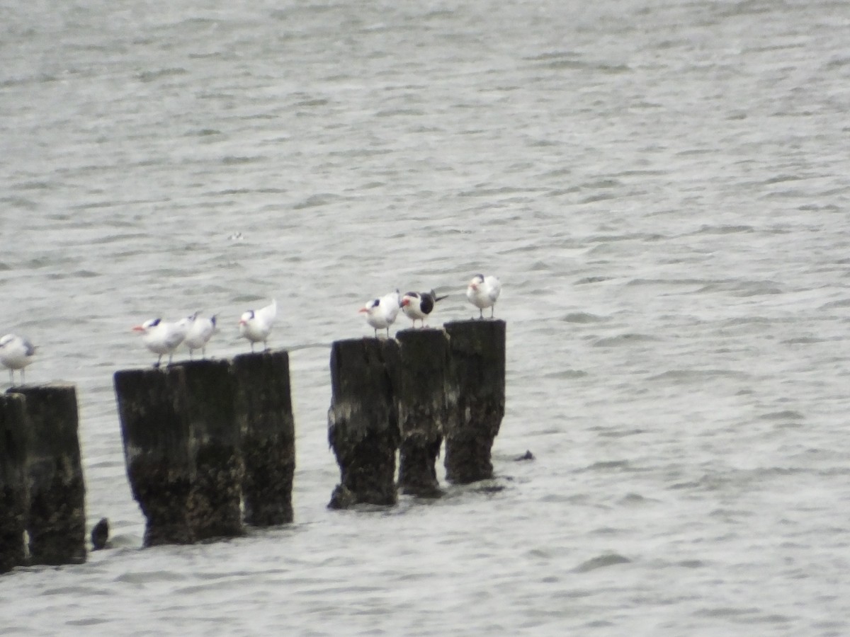 Black Skimmer - ML407958121