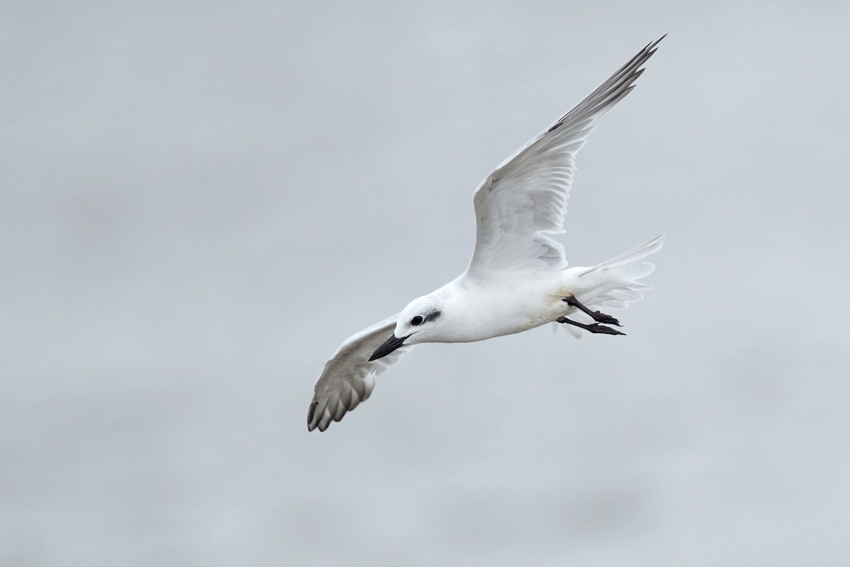 Gull-billed Tern - David Irving