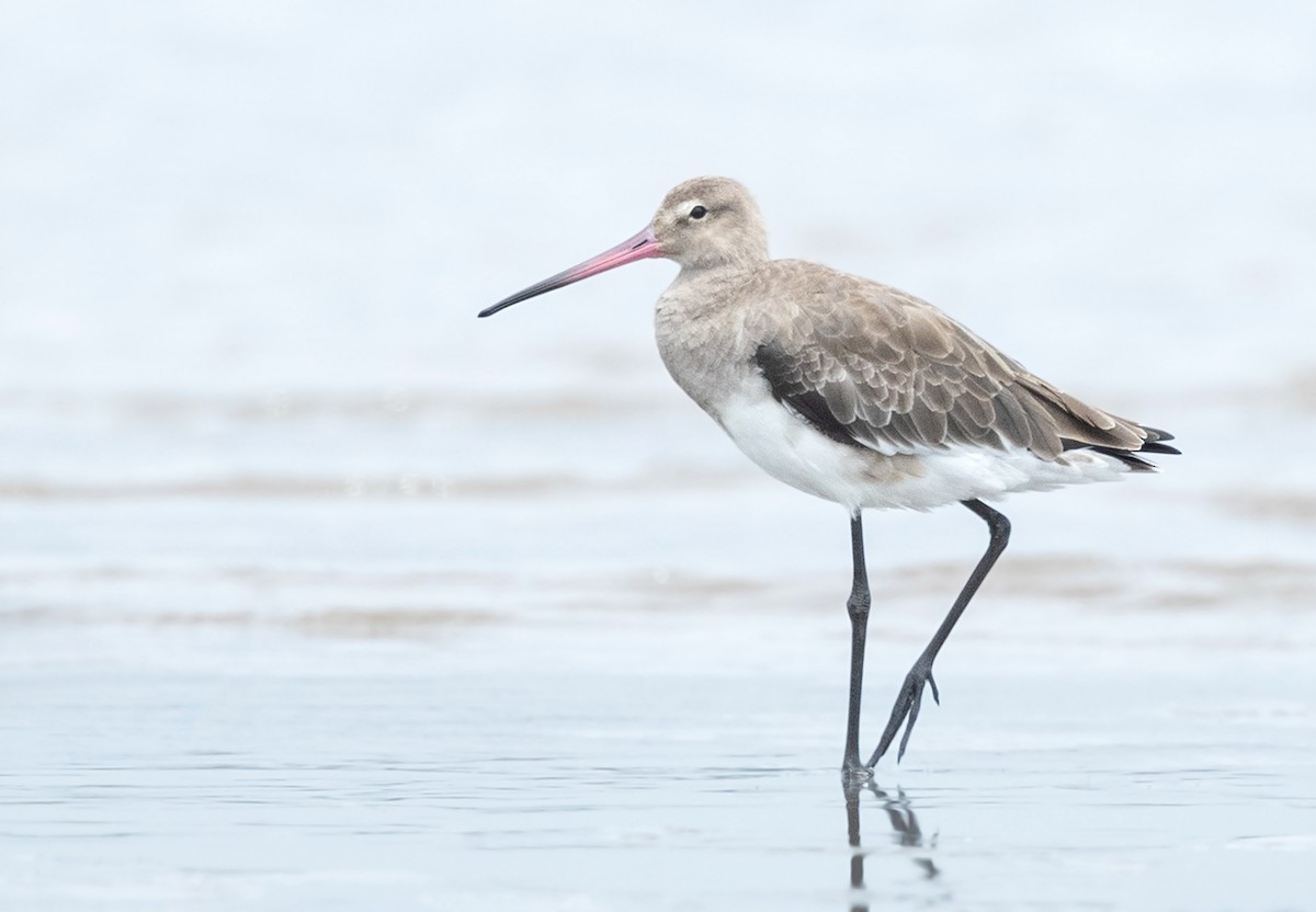 Black-tailed Godwit (melanuroides) - David Irving