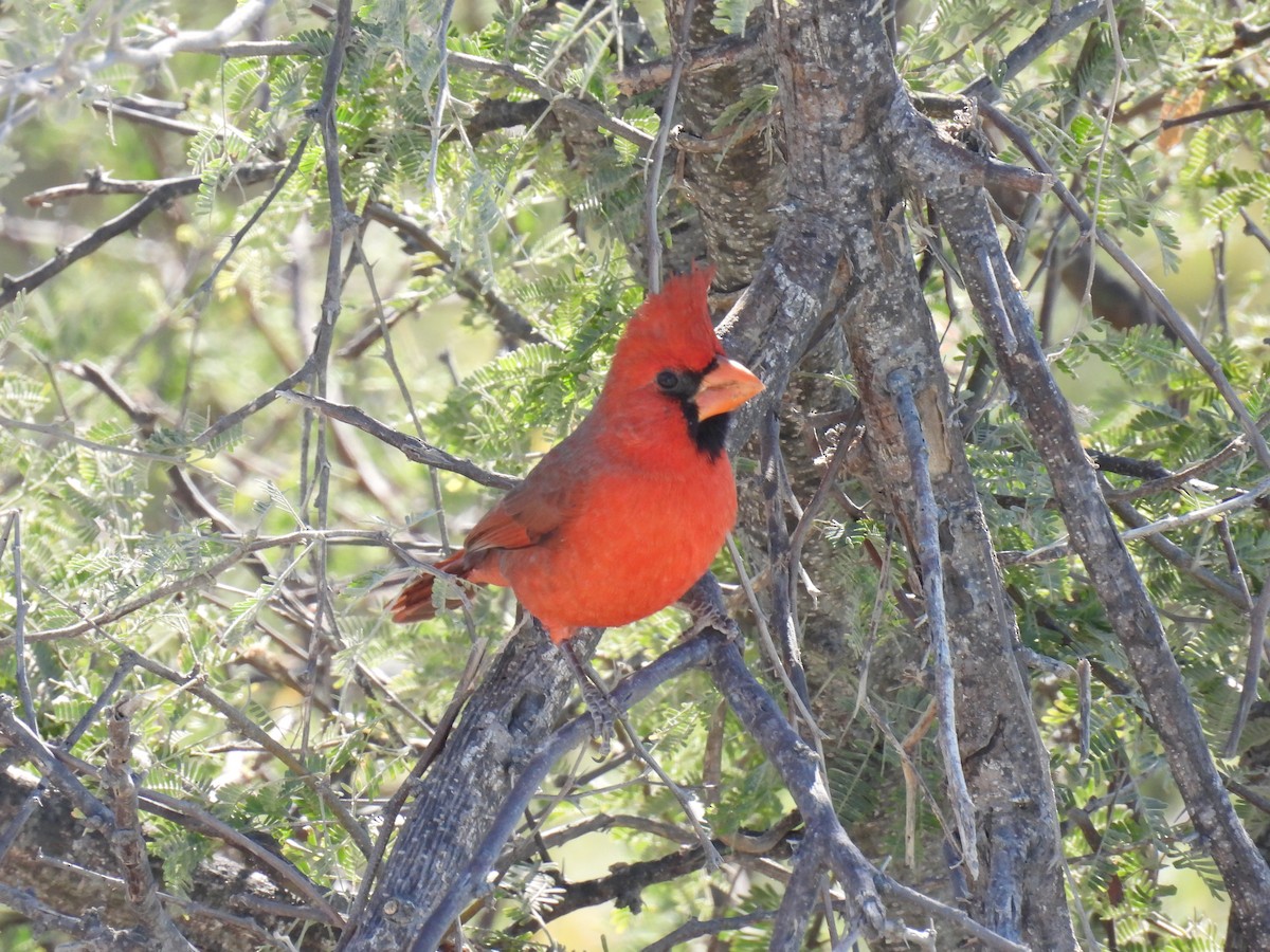 Cardinal rouge - ML407960591