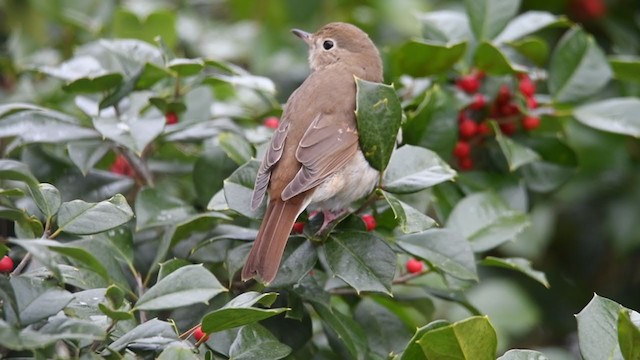 Hermit Thrush - ML407960731