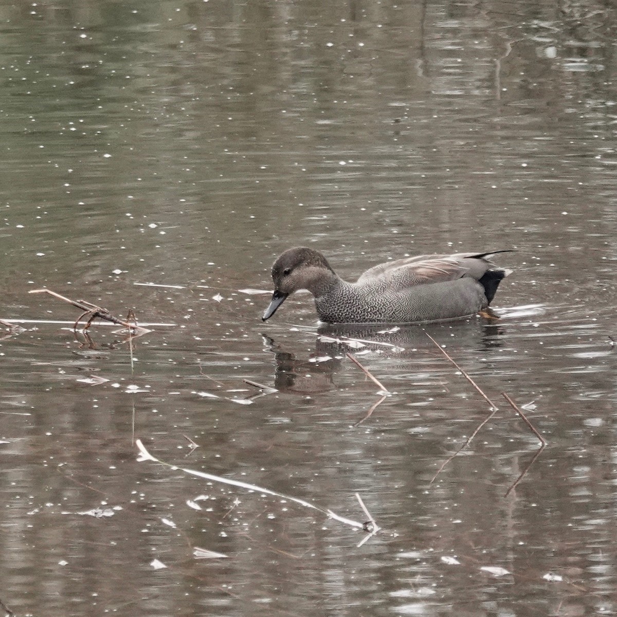 Gadwall - ML407960821