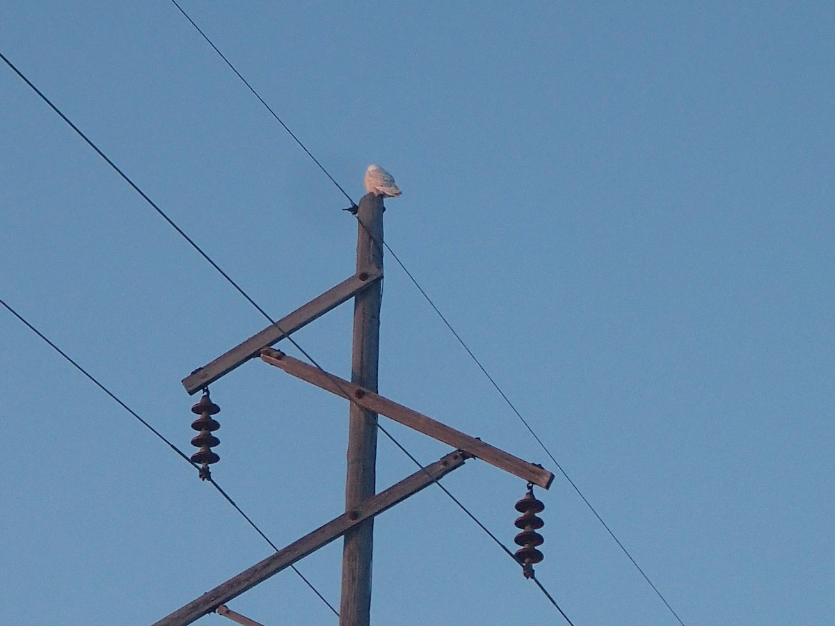 Snowy Owl - Caleb Jenks