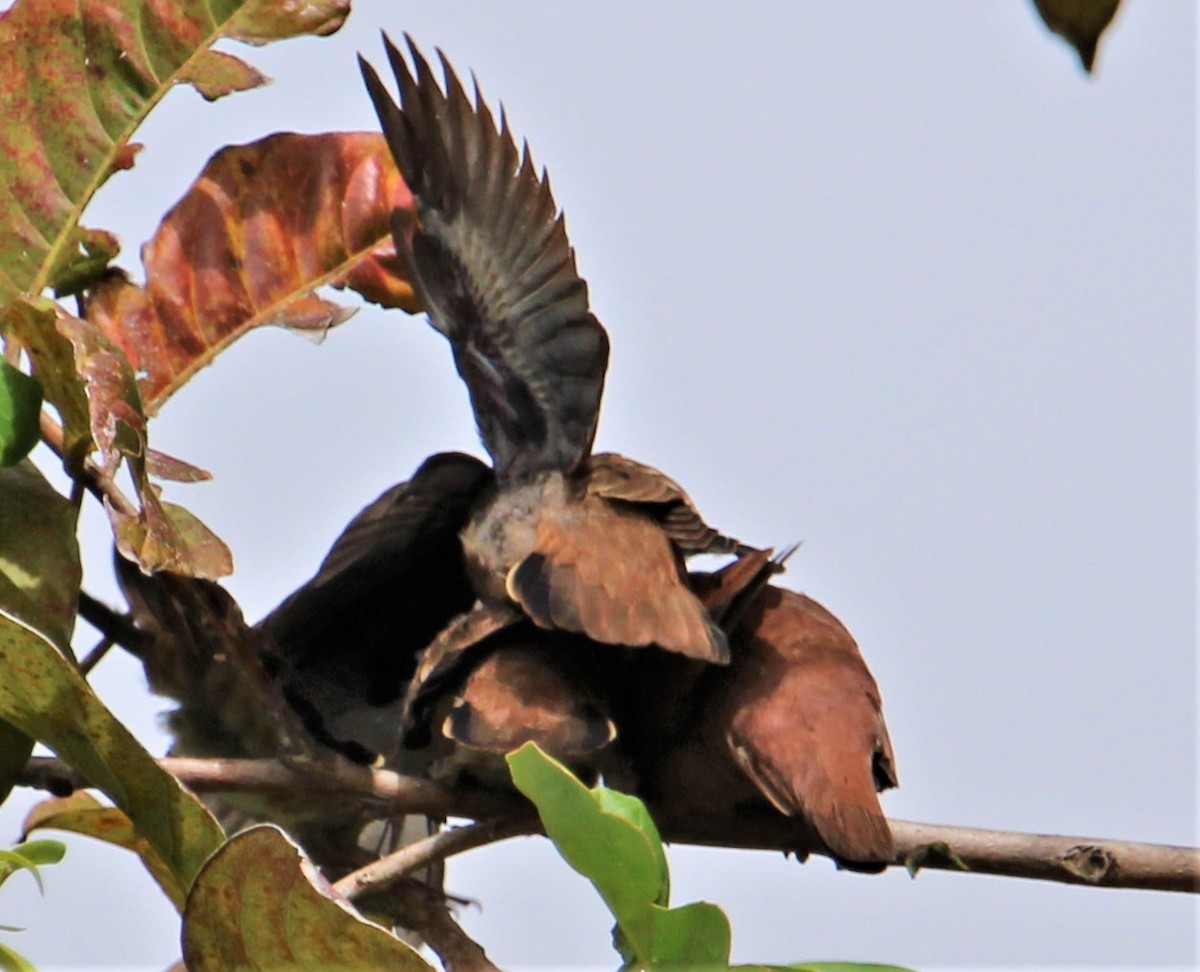 Ruddy Ground Dove - Jeffrey McCrary