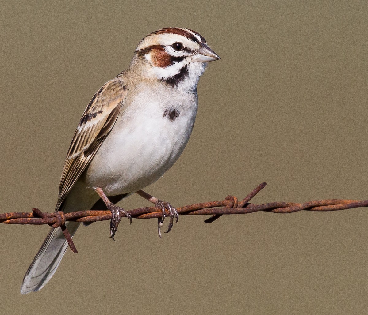 Lark Sparrow - ML407964981