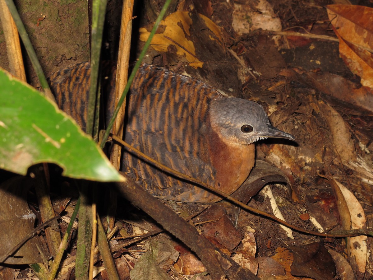 Variegated Tinamou - ML407967271