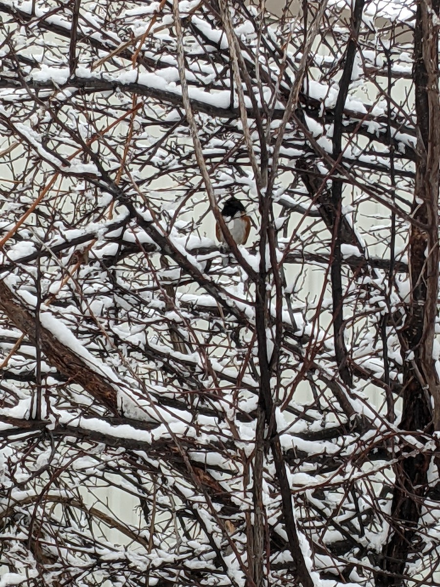 Spotted Towhee - ML407969661