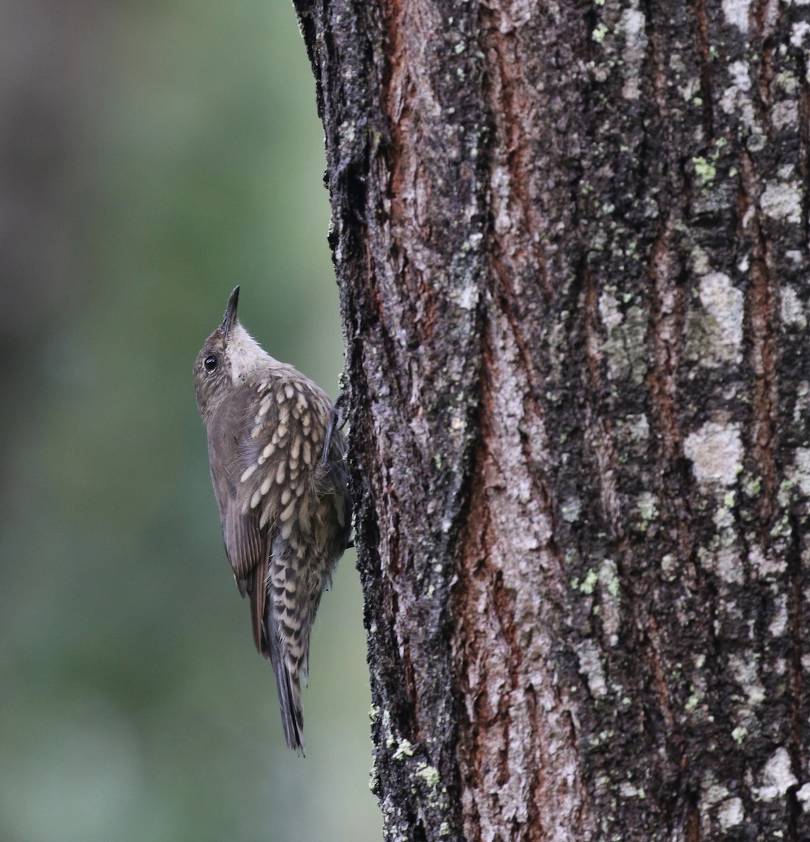 White-throated Treecreeper - ML407970421