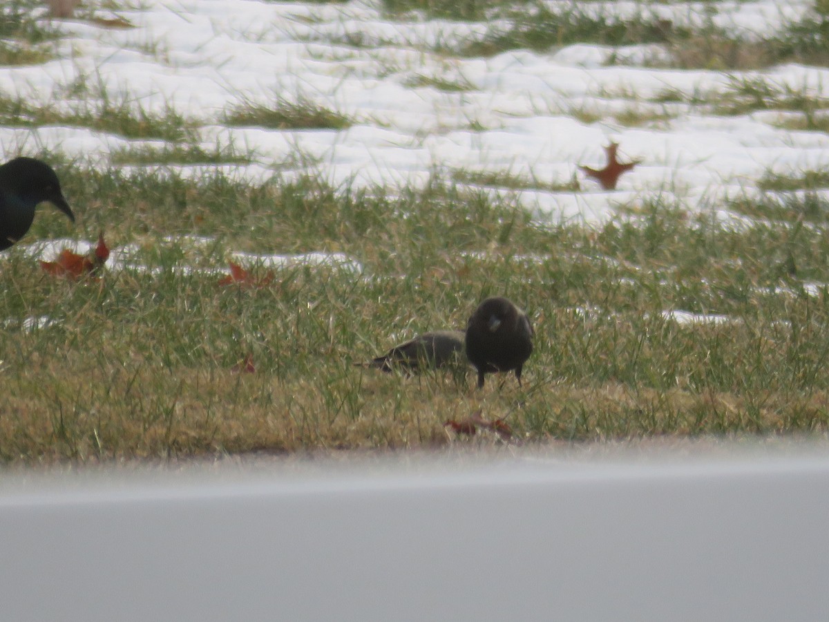 Brown-headed Cowbird - ML407973341