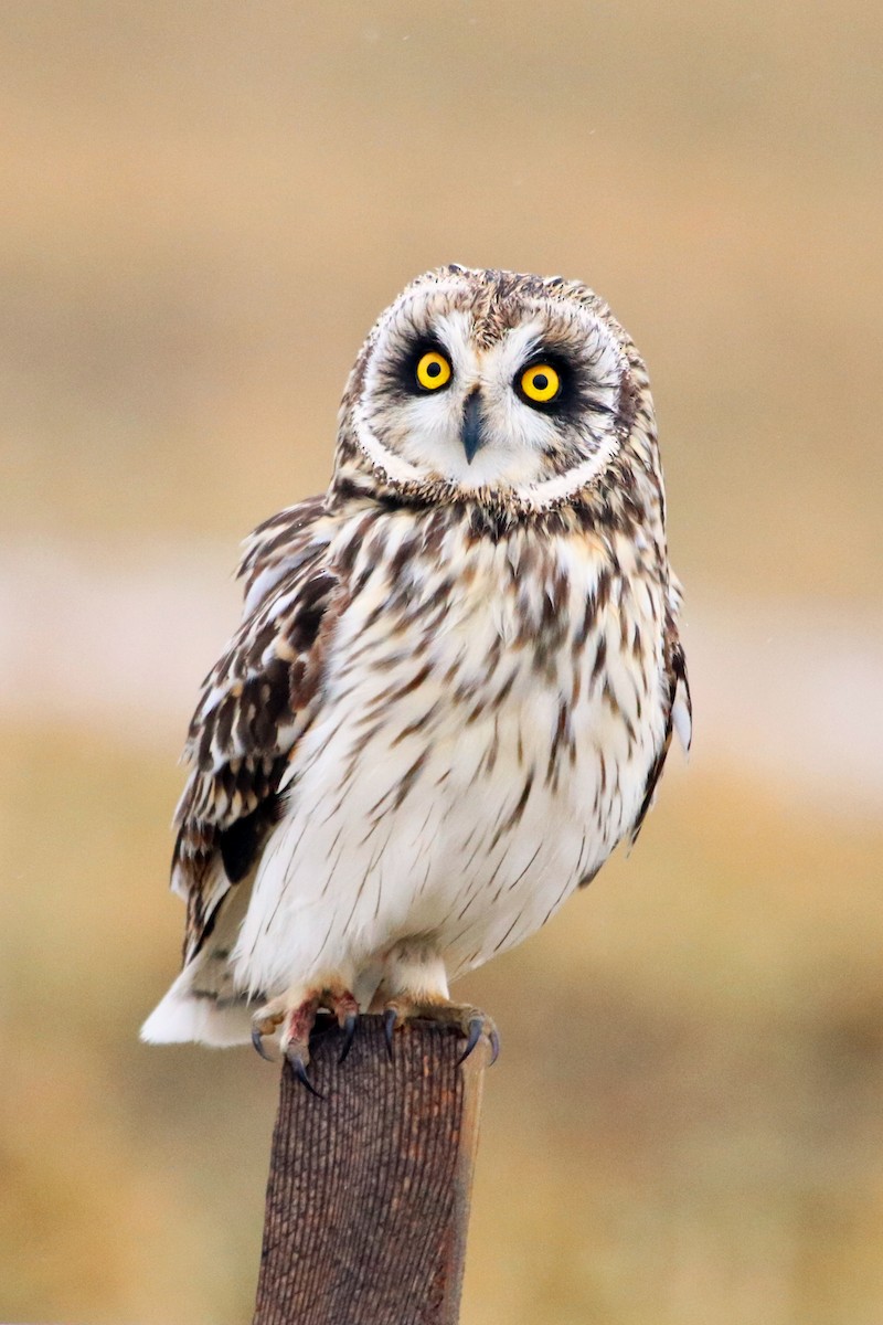 kalous pustovka (ssp. flammeus) - ML407977611