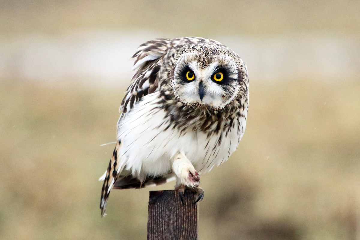 Hibou des marais (flammeus) - ML407977661