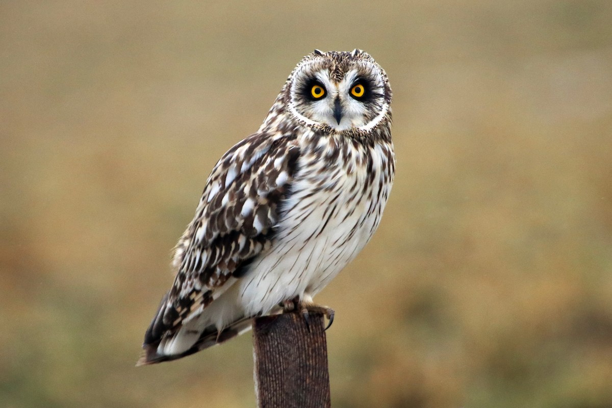 Short-eared Owl (Northern) - Guy Stevens