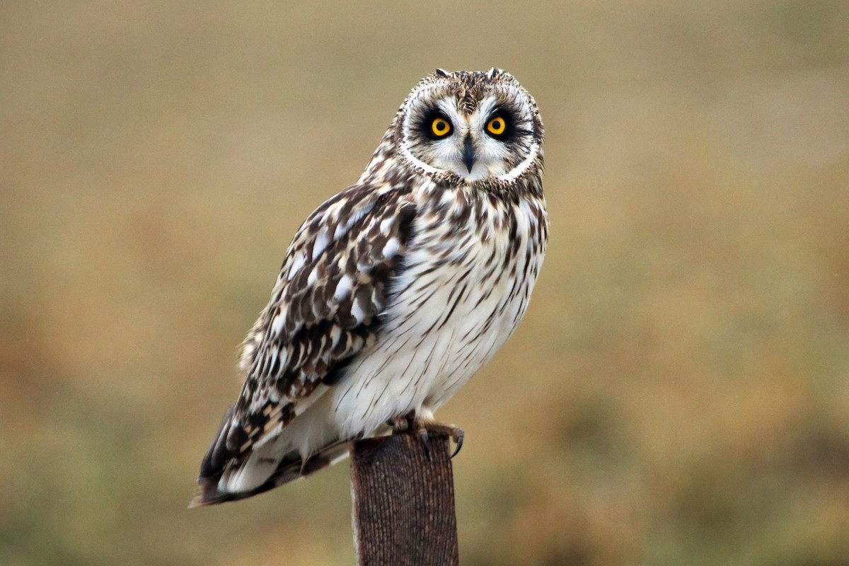 kalous pustovka (ssp. flammeus) - ML407977671