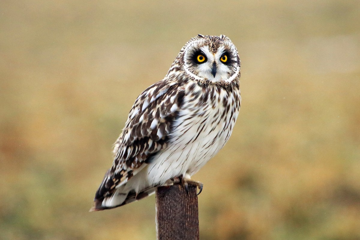 kalous pustovka (ssp. flammeus) - ML407977701