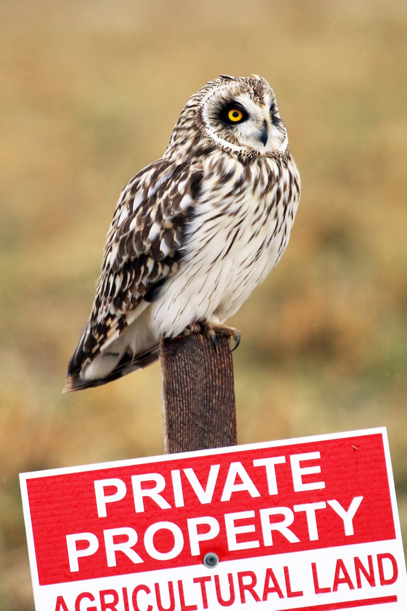 kalous pustovka (ssp. flammeus) - ML407977711