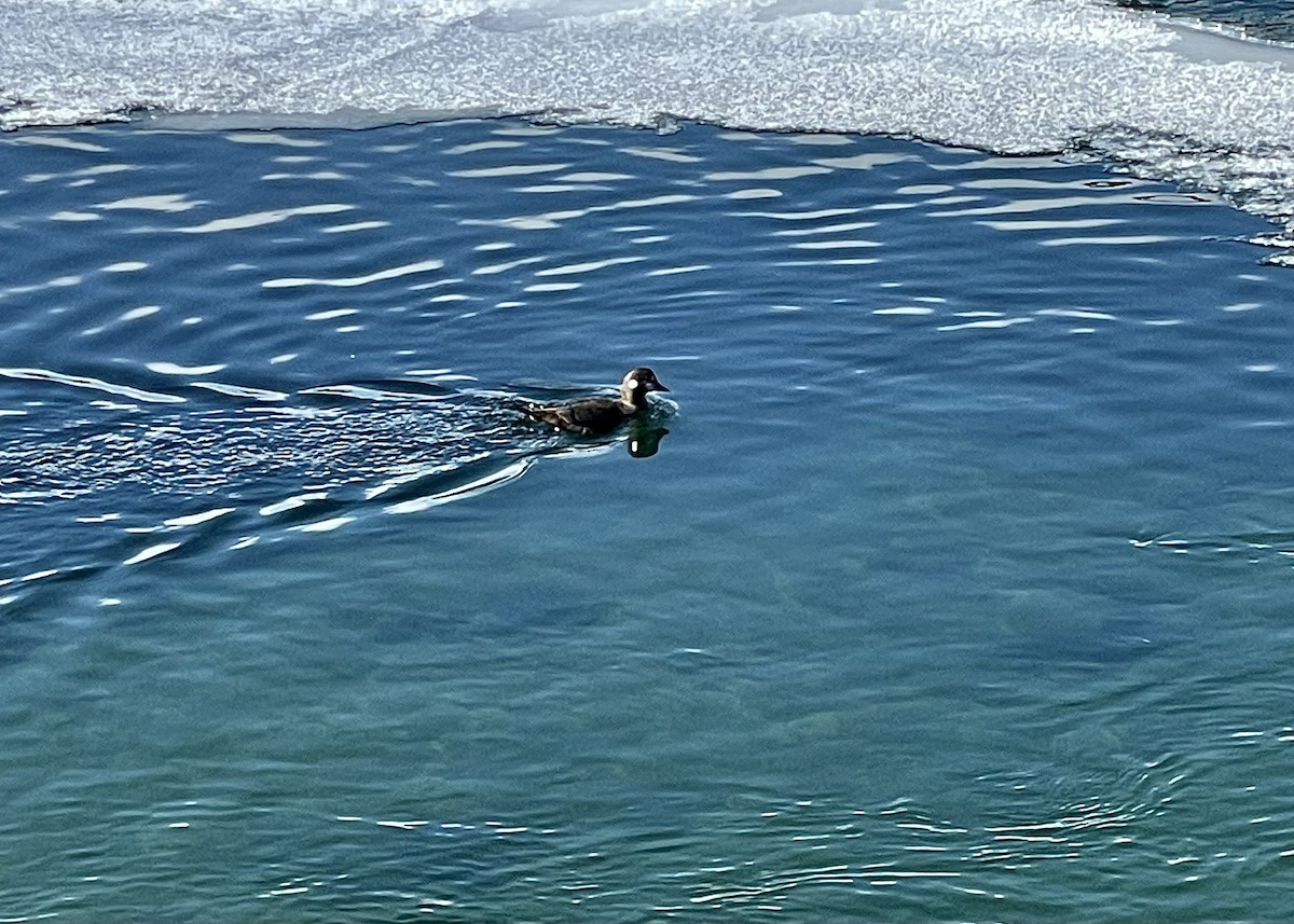 Harlequin Duck - ML407979211