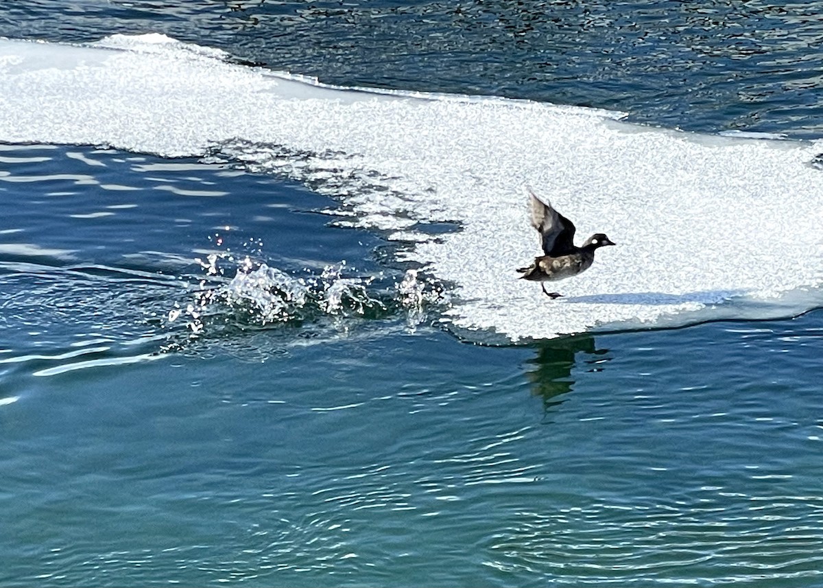 Harlequin Duck - ML407979221