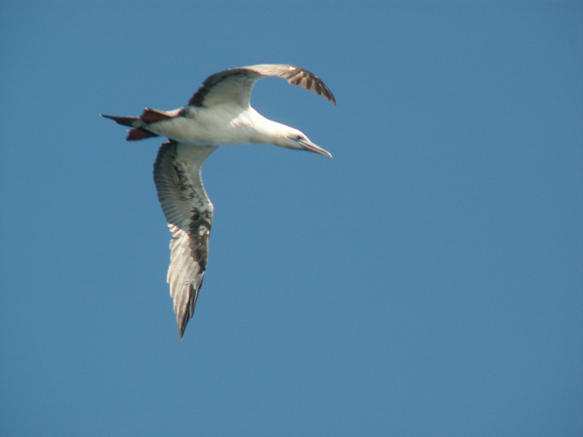 Northern Gannet - ML407979551