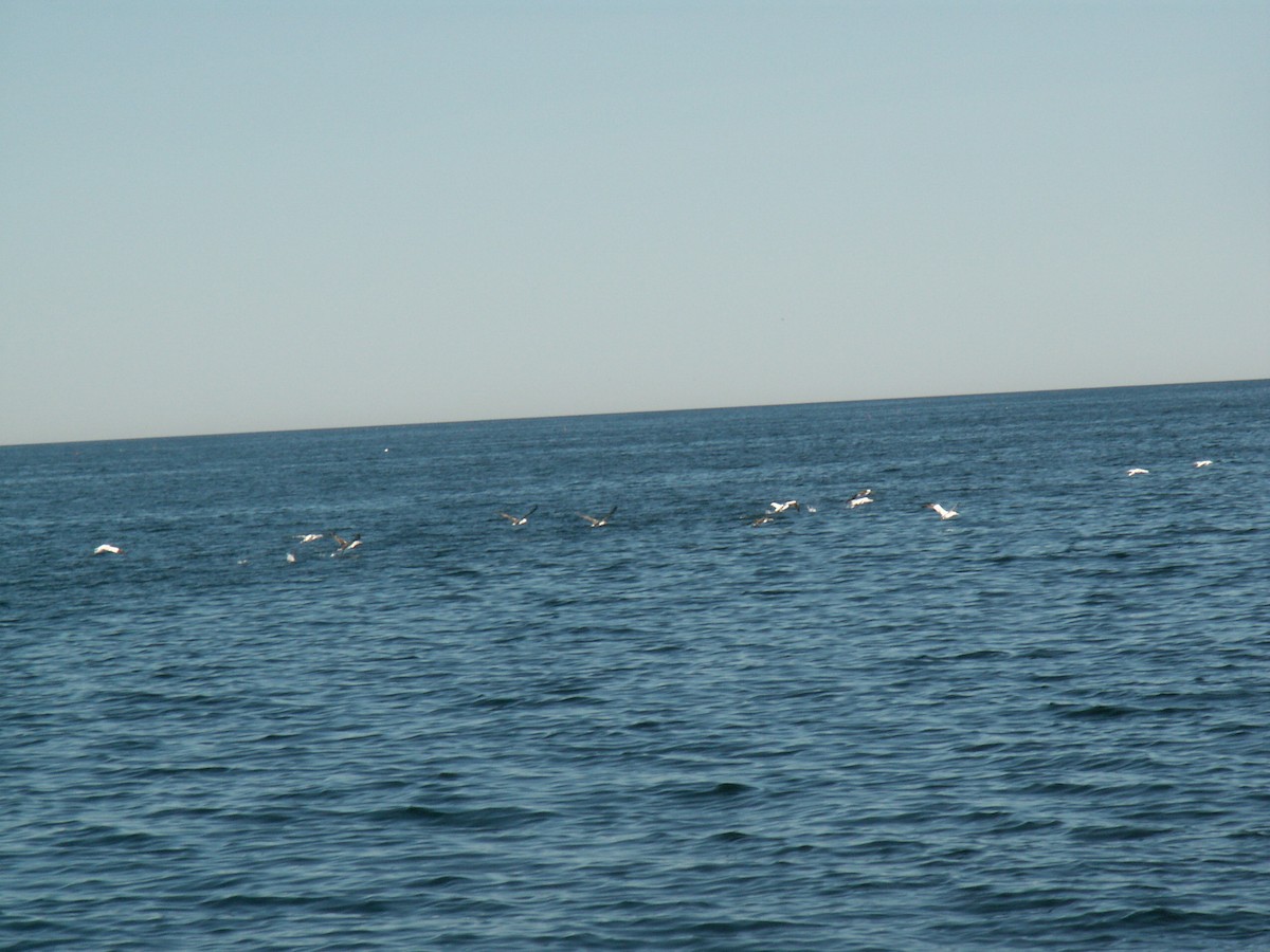 Northern Gannet - ML407979561