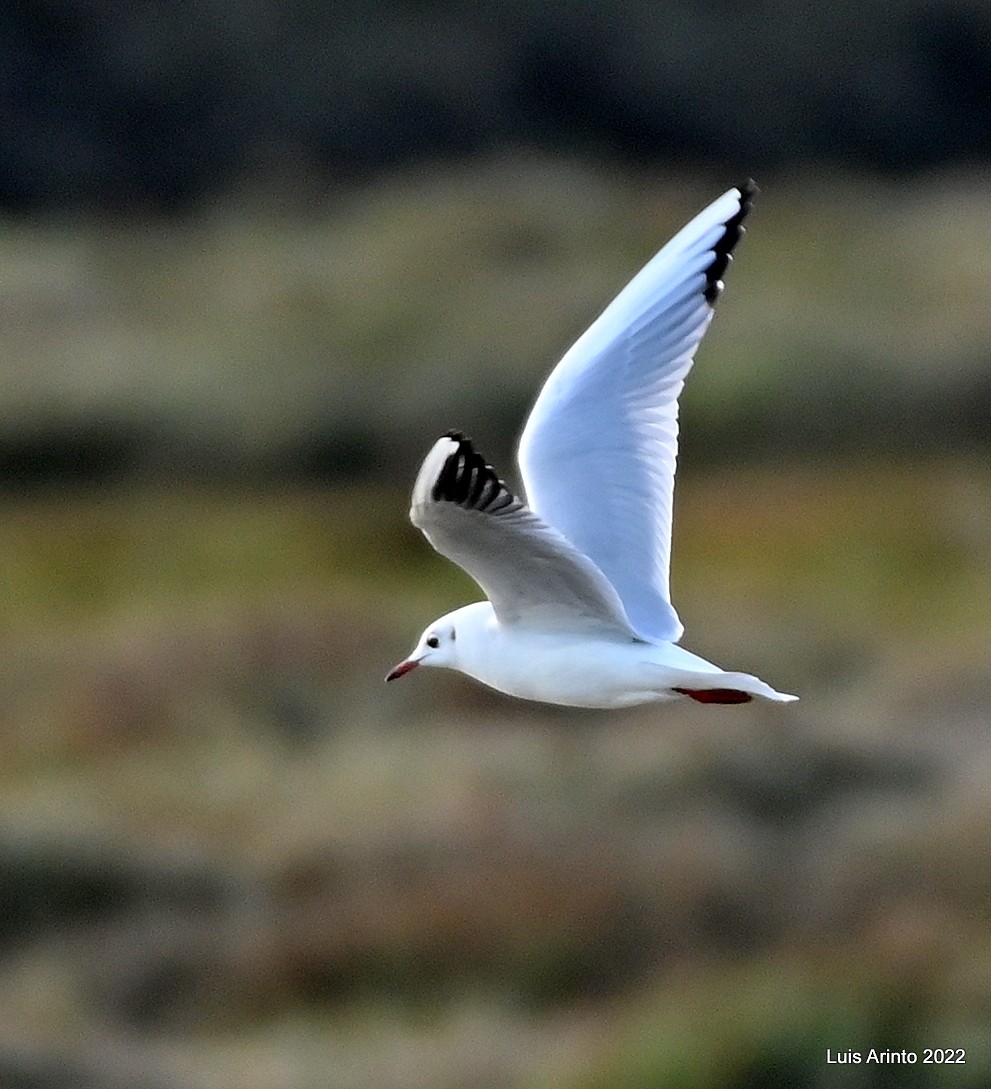 Black-headed Gull - Luis Arinto