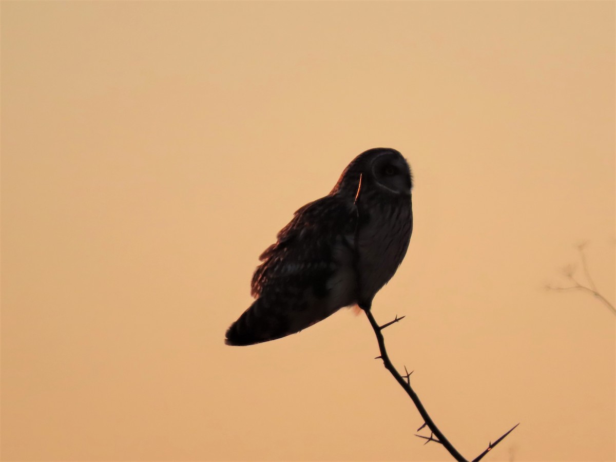 Short-eared Owl - ML407983691