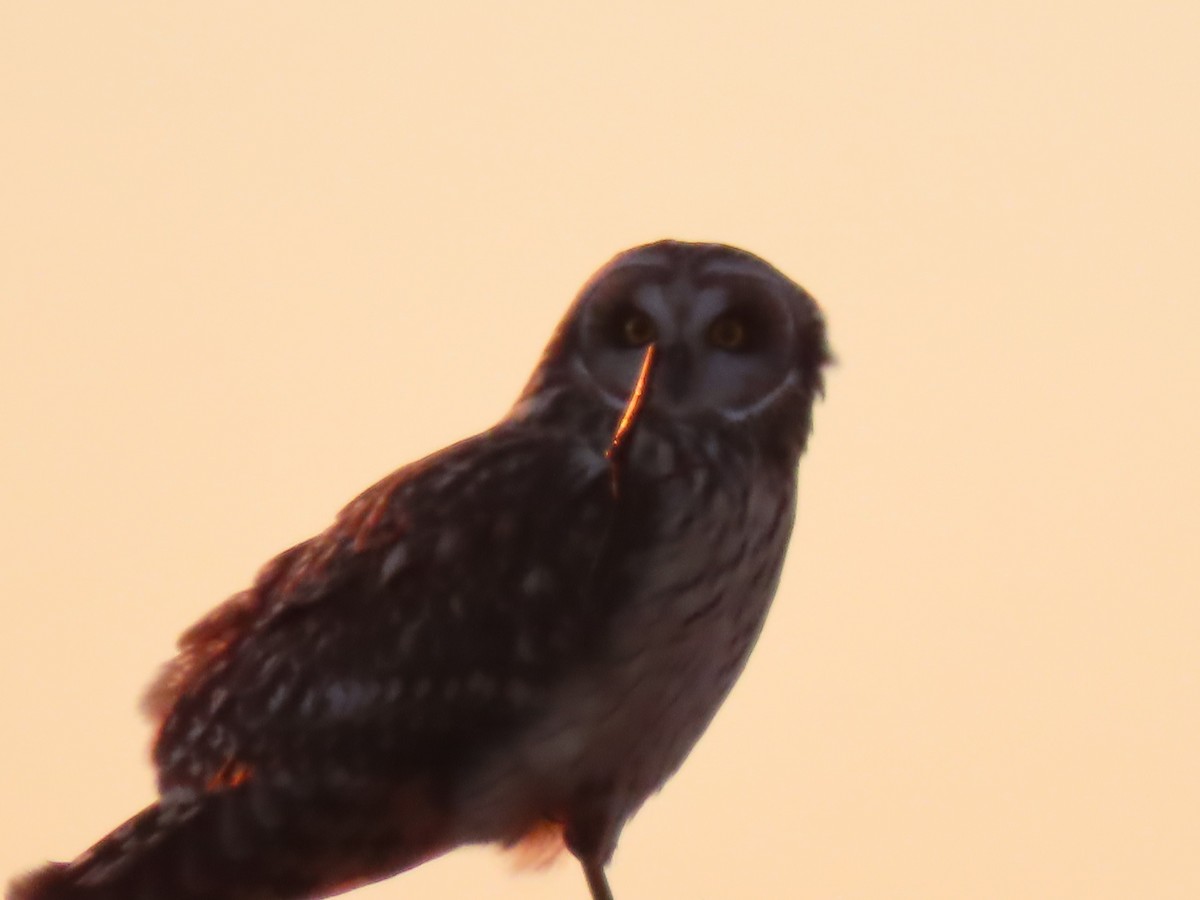 Short-eared Owl - ML407983751