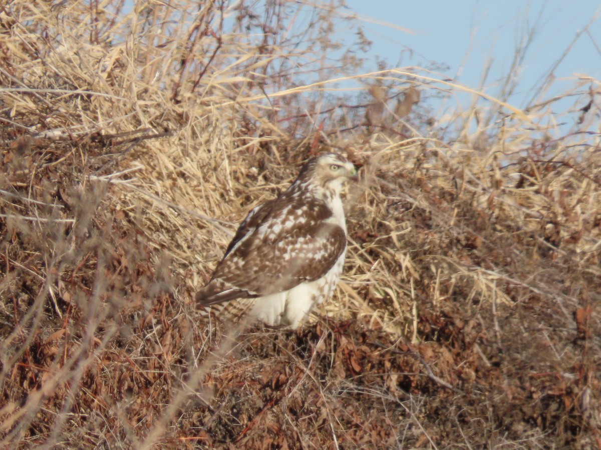 Red-tailed Hawk - ML407984751