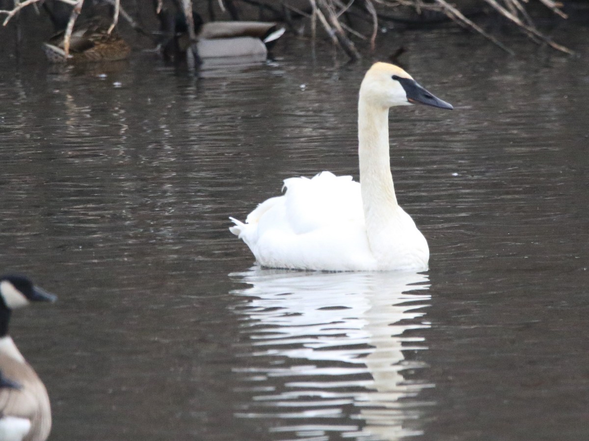 Trumpeter Swan - ML407985791