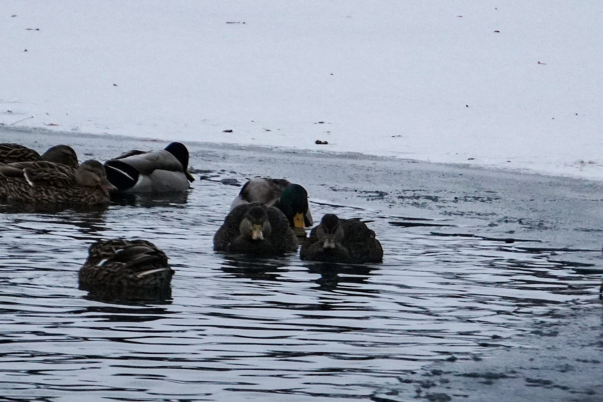 American Black Duck - ML407985991