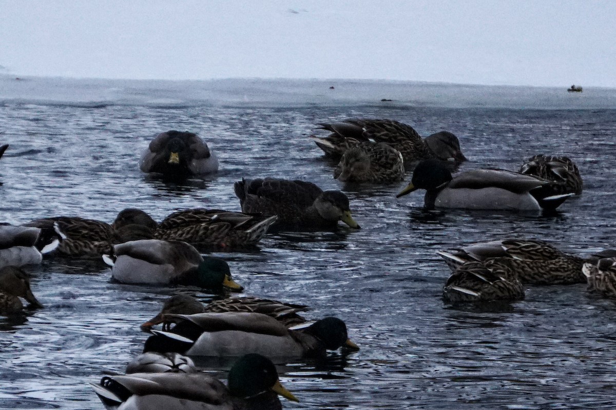 American Black Duck - ML407986011