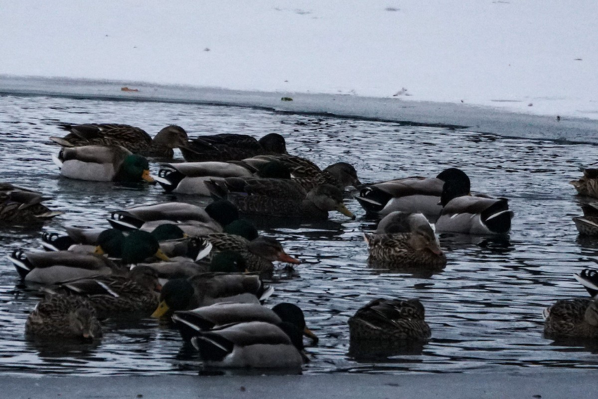 American Black Duck - ML407986031